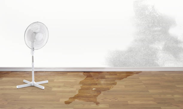 Best 24/7 water damage repair  in Mount Pleasant, SC