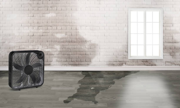 Best Flood damage cleanup  in Mount Pleasant, SC