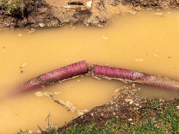 Best Water damage restoration mold remediation  in Mount Pleasant, SC